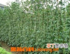 【种植】豇豆的田间管理和种植技巧