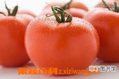 【吃】番茄几种吃法 番茄的常见吃法