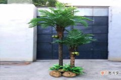 【椰子】盆栽椰子树怎么养 有哪些注意事项