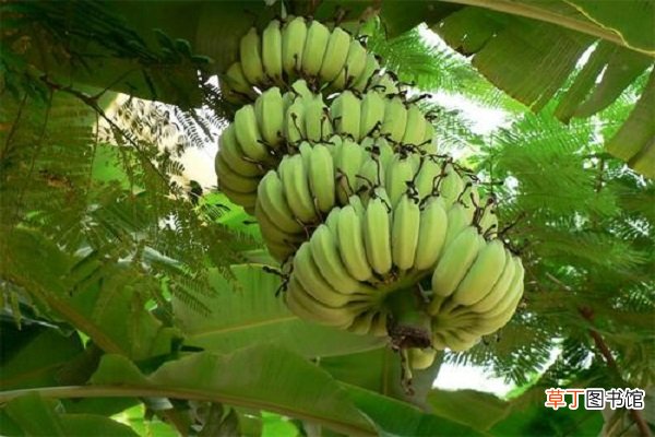 【芭蕉树】香蕉树和芭蕉树的区别是什么 如何辨别这两种植物
