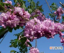 【花】香花槐种植方法与栽培技术