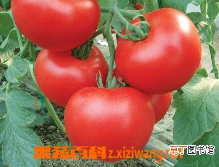 【番茄】如何防治番茄病害