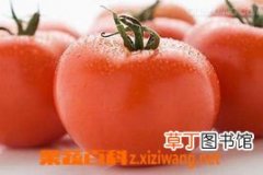 【高产】番茄高产早熟技巧