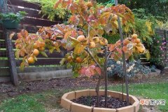 【室内】柿子树可以在室内盆栽吗 柿子树盆栽的养护方法