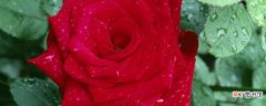 【玫瑰】红玫瑰花代表什么意思