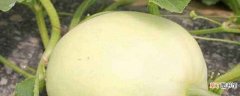 【种植】梨瓜如何种植产量高