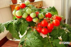 【番茄】盆栽番茄怎么种植 番茄的盆栽技术和方法