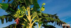 【香蕉树】香蕉树一年结几次果