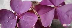 【繁殖】紫色酢浆草怎么繁殖
