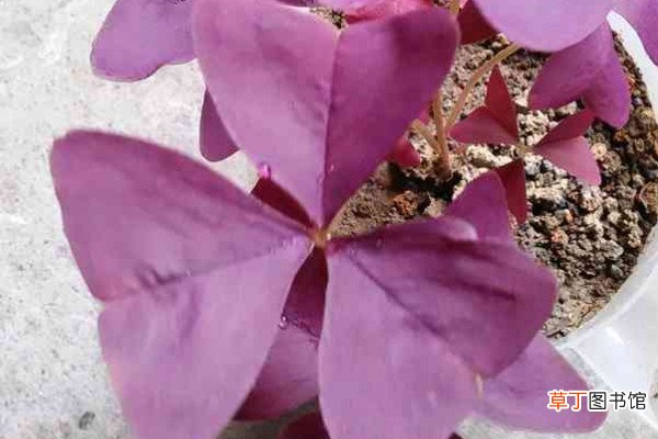 【三叶草】紫色三叶草种植方法