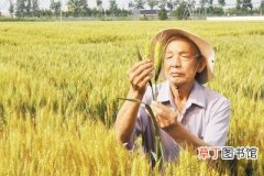 河北小麦专家郭进考：把小麦“金种子”牢牢攥在中国人手中