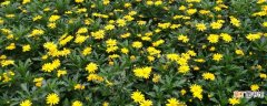 【花】黄金菊花怎么种植方法