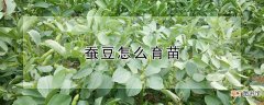 【方法】蚕豆育苗方法