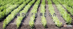 【方法】蚕豆黄叶处理方法
