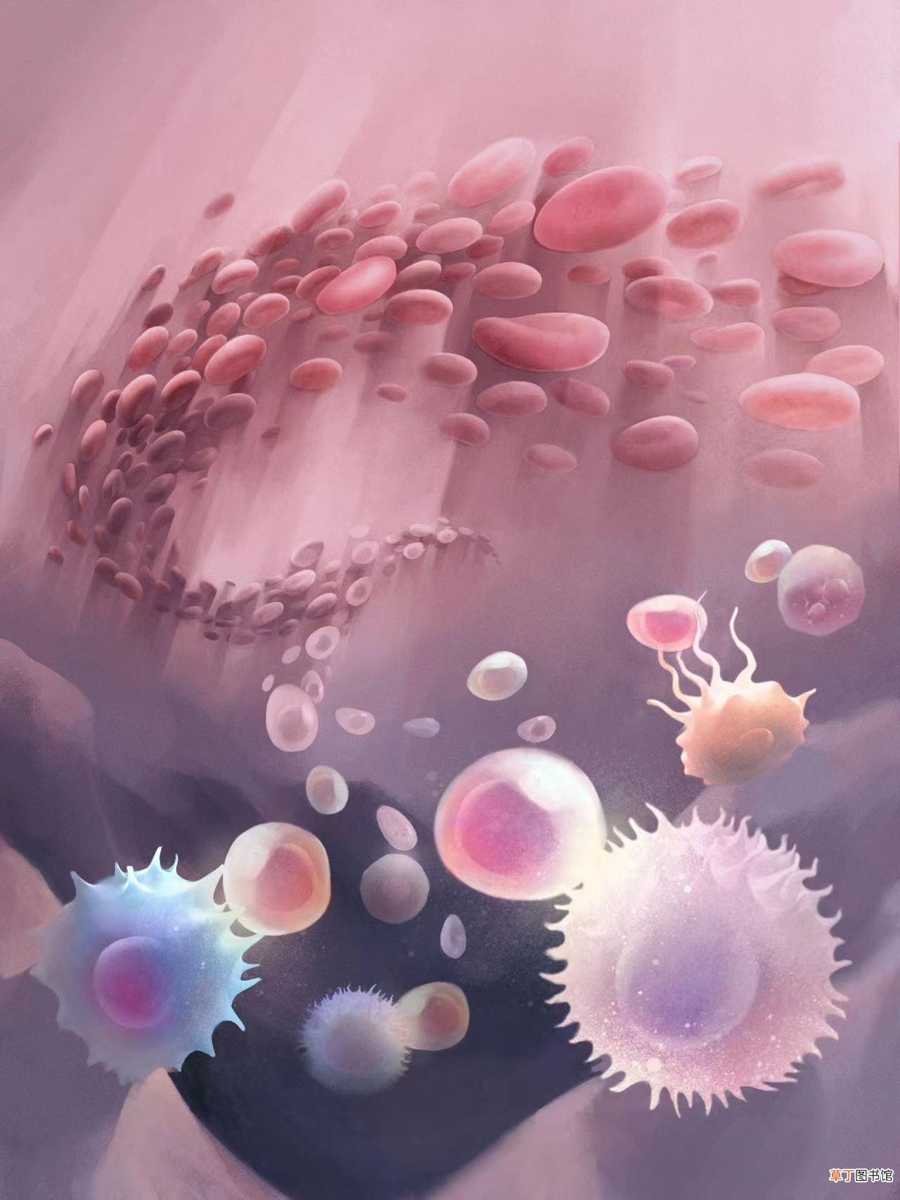 我国科学家找到“调控”免疫系统的人类红细胞