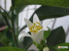 【病虫害】代代花的病虫害防治