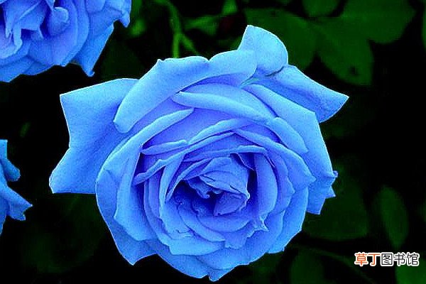 【玫瑰】蓝玫瑰代表什么意思