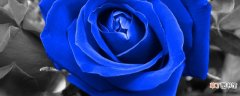 【玫瑰】蓝玫瑰代表什么意思