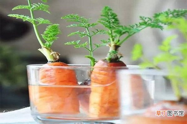 【盆栽】胡萝卜怎么盆栽种植 盆栽胡萝卜的正确方法