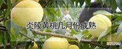 【成熟】炎陵黄桃成熟时间