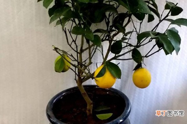 【柠檬】盆栽柠檬怎么养殖与注意事项