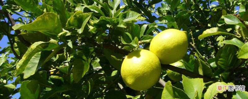 【树】柠檬树为什么会掉果