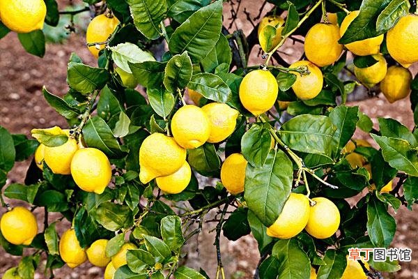 【柠檬】家养柠檬树的注意事项有哪些