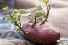 【绿植】红薯绿植怎么种植 红薯绿植的种植及养护管理