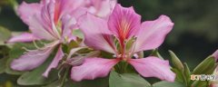 【花】紫荆花冬天的养殖方法和注意事项
