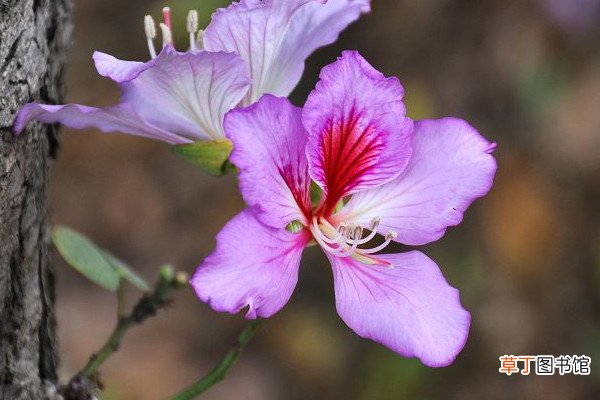 【花】紫荆花冬天的养殖方法和注意事项