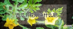 【开花】西瓜开花期用哪些肥料