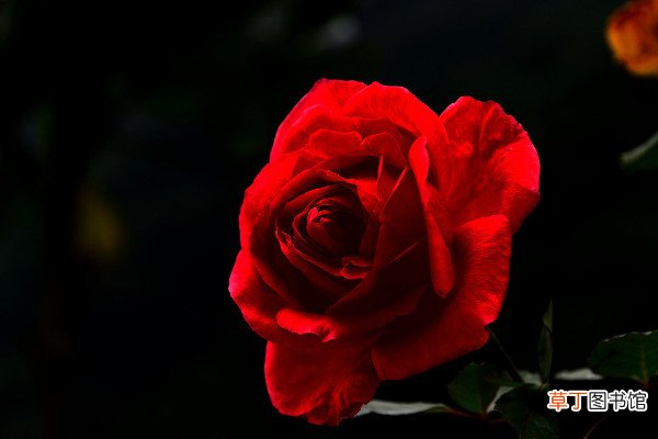 【玫瑰】玫瑰怕冷吗