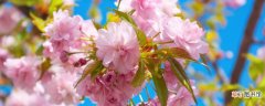 【花】樱花树怎样培育幼苗