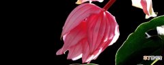 【花】宝莲灯花的寓意和象征