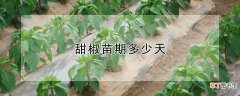 【花卉大全】甜椒苗期几天