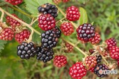 【盆栽】黑莓树可以盆栽吗 黑莓的盆栽养护技术和方法