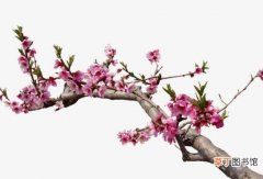 【功效】桃树枝的功效的与作用 桃树枝的副作用