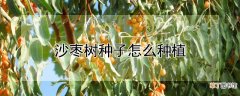 【种子】沙枣树种子如何种植
