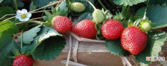 【种植】草莓的种植时间