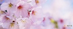 【花】日本樱花满开时间