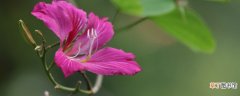 【花】紫荆花树有几种品种