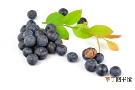 【成熟】蓝莓什么时候成熟，什么时候上市
