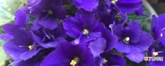 【价格】紫罗兰的价格，紫罗兰花图片
