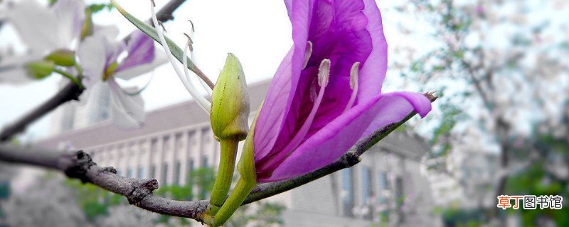 【花】紫荆花叶子黑斑为什么
