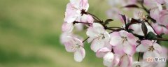 【花】樱花种植方法和注意事项