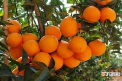 【花期】脐橙的花期是什么时候 影响开花的主要因素有哪些