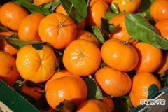 【成熟】秋天成熟的水果有哪些 常见的秋熟水果品种