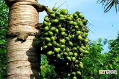 【种子】槟榔种子怎么种植 槟榔的种植方法和技术