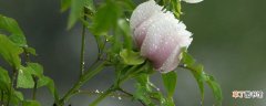 【牡丹花】新栽的牡丹花怎么过冬
