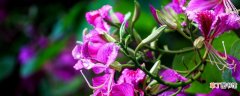 【花】紫荆花夏天有芽点是什么
